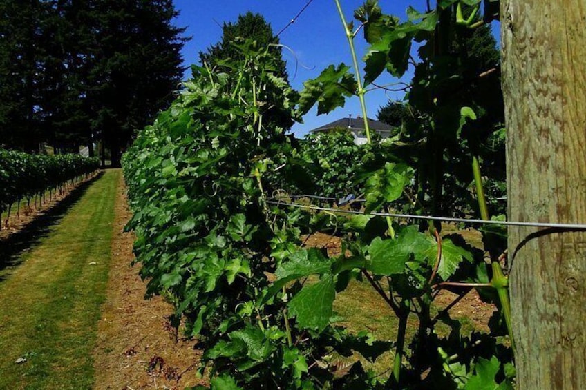 Wine growing 3