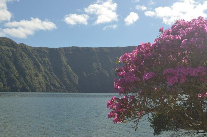 Un lago con un árbol de flores rosadas en primer plano y montañas al fondo. 1