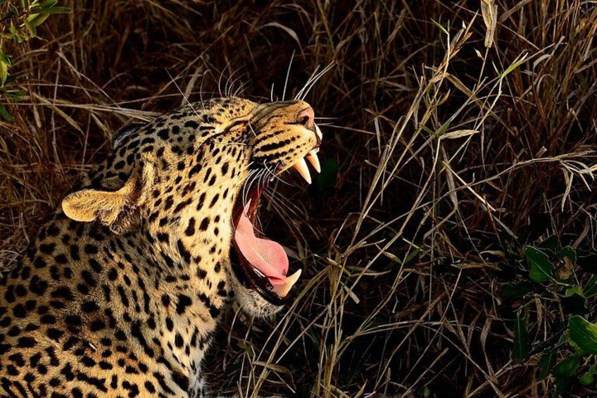 Hluhluwe Imfolozi Safari Day Tour from Durban 4