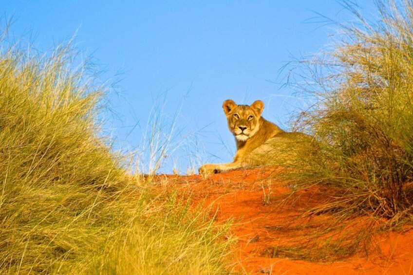 Hluhluwe Imfolozi Game Reserve 1