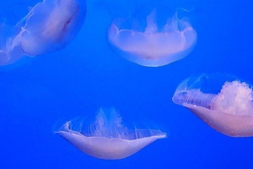 Jellyfish in the ocean. 4