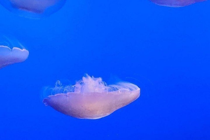 Una medusa nell'acqua. 4