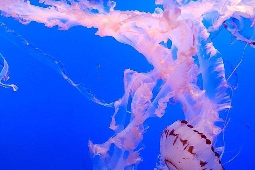 Una medusa nell'oceano. 3
