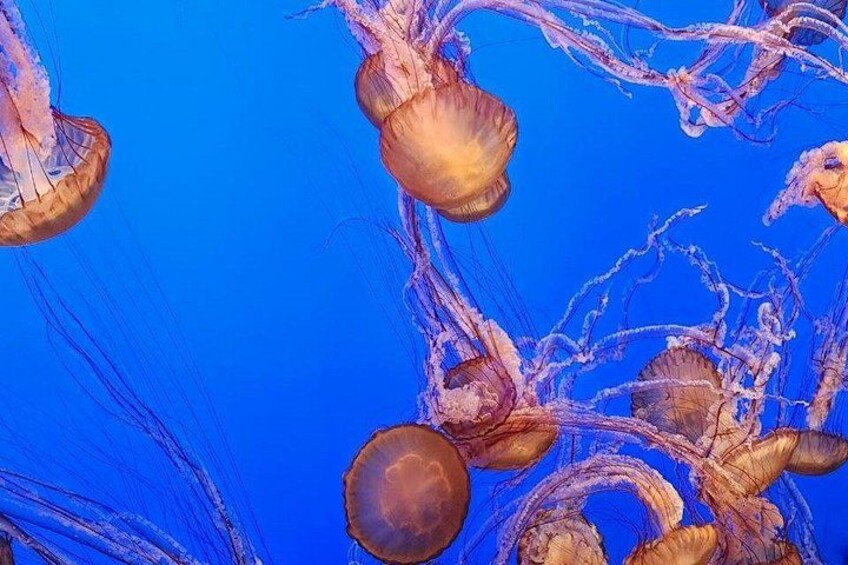 Meduse con corpi trasparenti e lunghi tentacoli su sfondo blu. 5