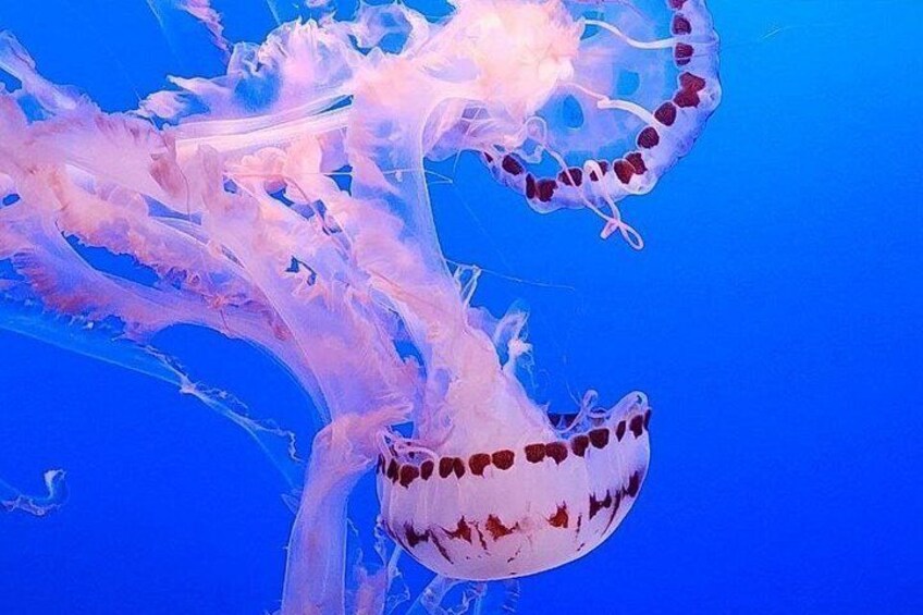A jellyfish with a translucent body and a bell-shaped structure. 3