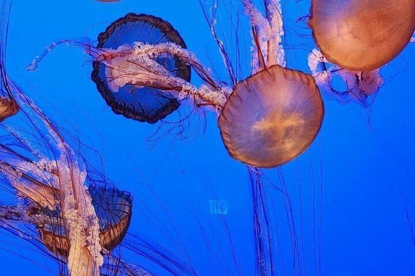 Jellyfish in the ocean. 5