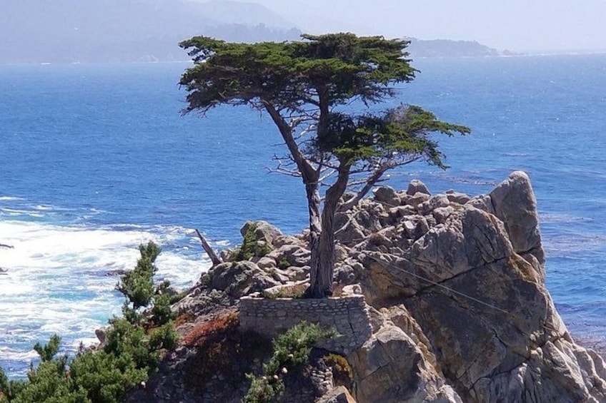 Un albero solitario su una scogliera rocciosa con vista sull'oceano. 2