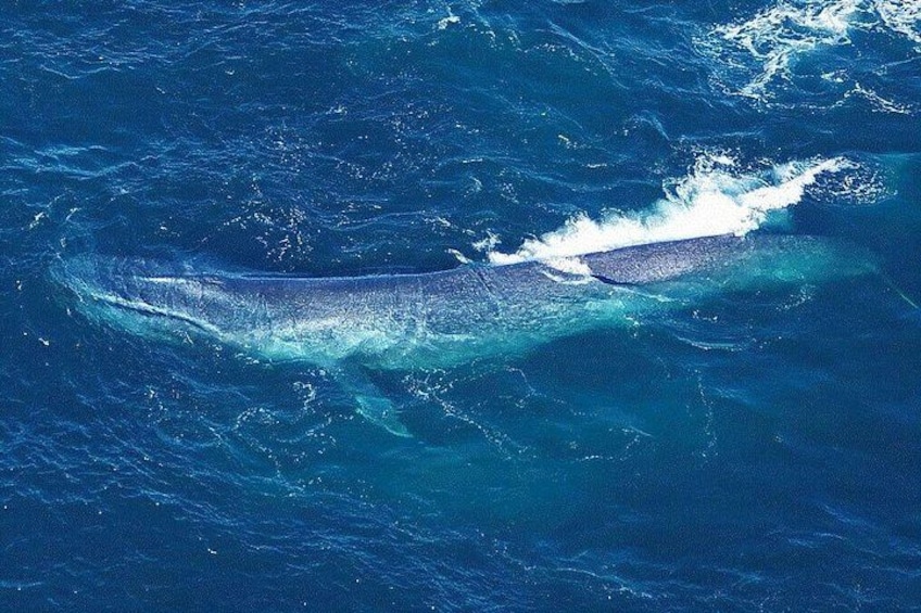 Kaikoura Whales 1