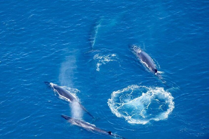Kaikoura Whales 4