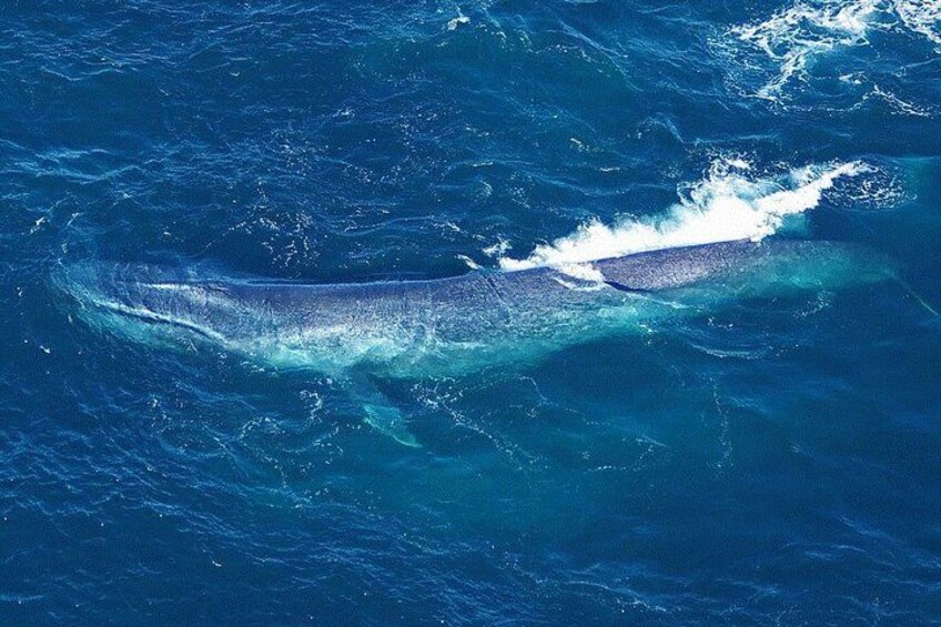Kaikoura Whales 1