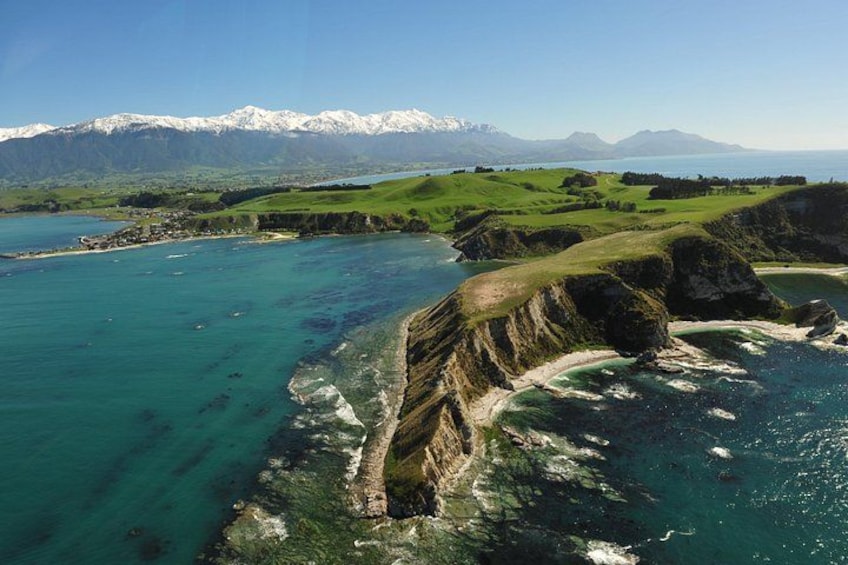Kaikoura Whales 3