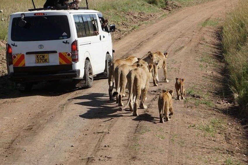 A white vehicle on a dirt road with lions. 5