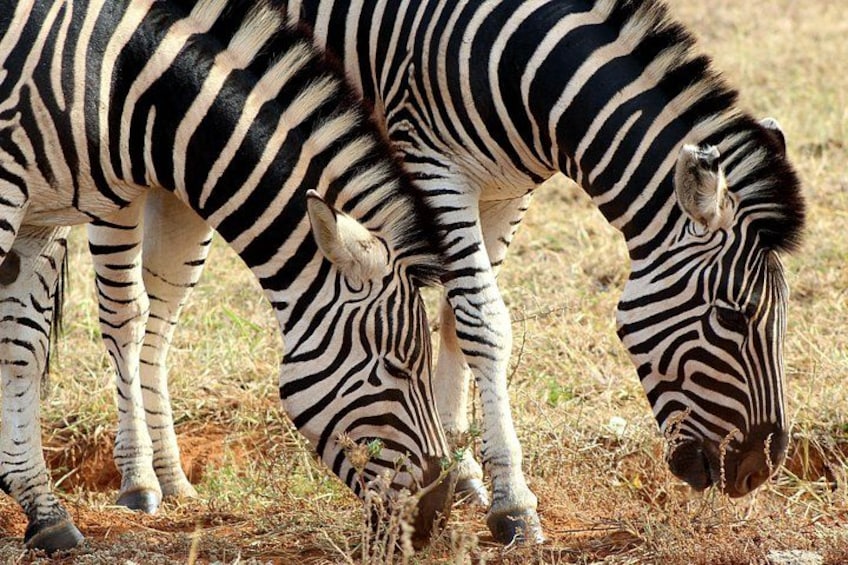 Two zebras grazing in a dry grassland. 2