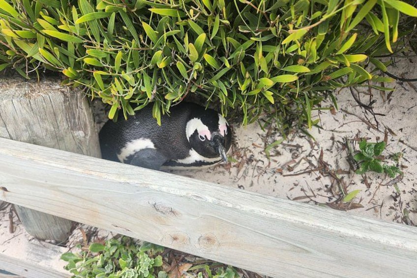 A black and white animal partially hidden by green foliage, a wooden fence, and sandy ground. 3