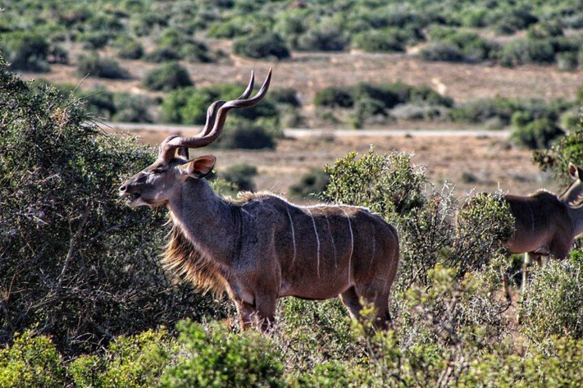 A kudu antelope in a natural landscape with sparse vegetation and hills in the background. 3
