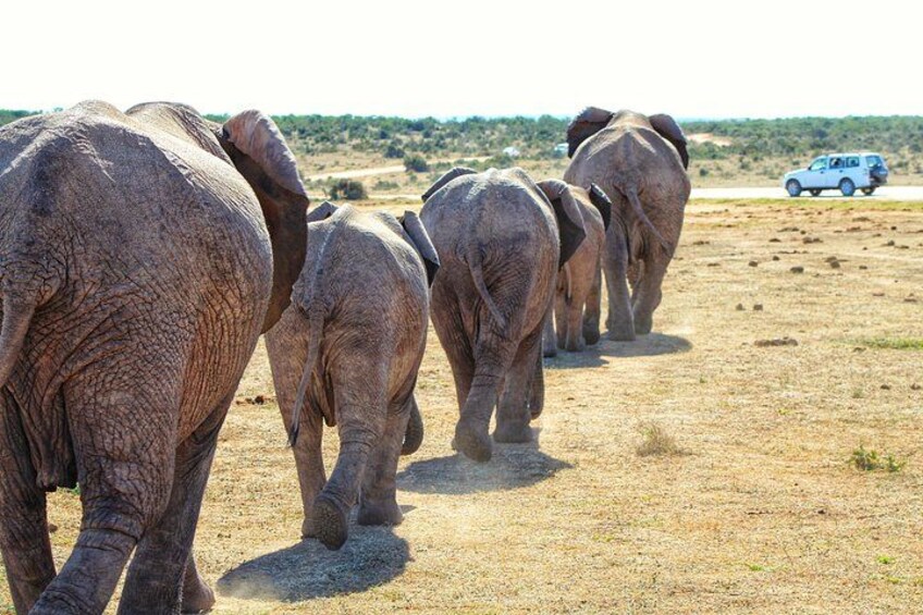 A herd of elephants walking on a dry, grassy plain with a vehicle in the background. 5