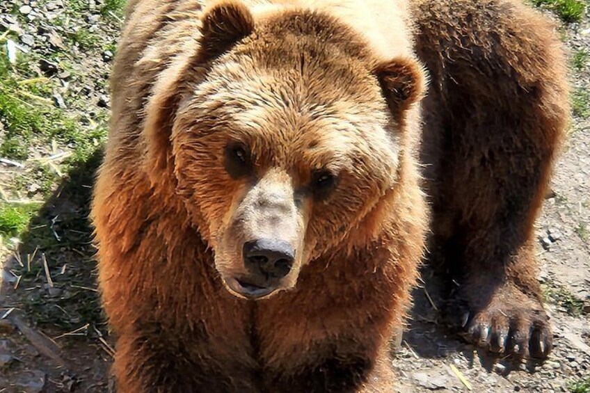 Ein Bär mit nasser Jacke steht auf einem Feldweg. 2