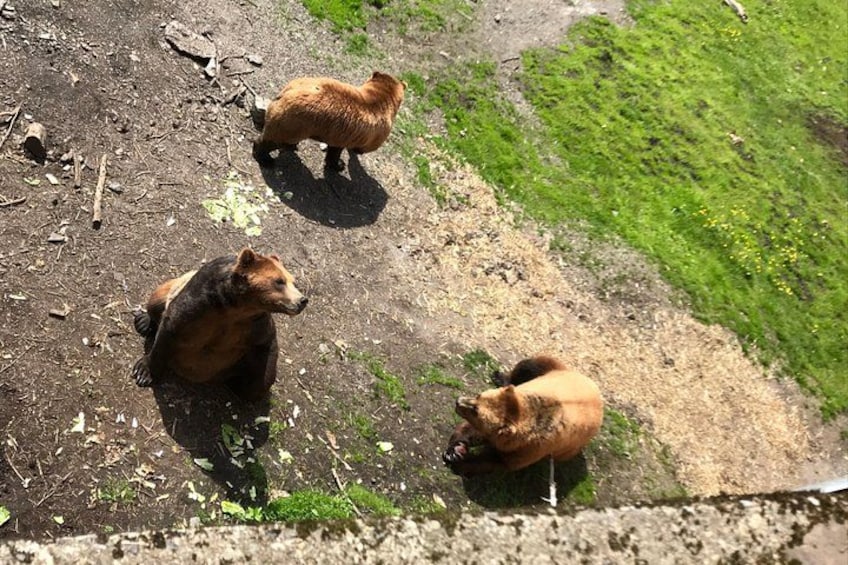 Drei Bären auf einem Feldweg, gesäumt von Gras. 5