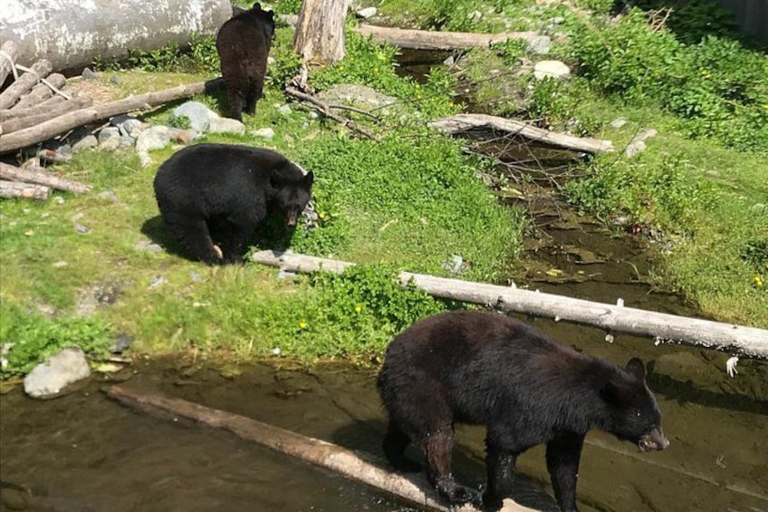 Zwei Bären in der Nähe eines Gewässers in einer natürlichen Umgebung mit Felsen und Vegetation. 4