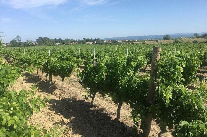 Winery Tour & Wine Tasting - Deli Plate & 3 Wines 3
