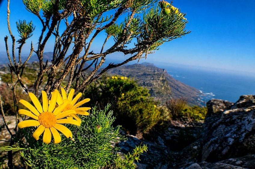 Cape Town: Guided Table Mountain Tour with Pickup and Drop-Off 5