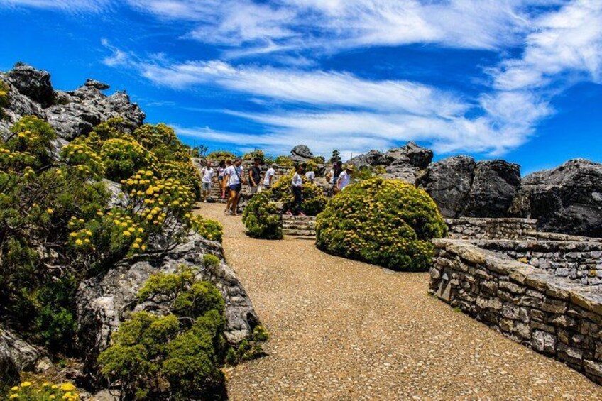 Cape Town: Guided Table Mountain Tour with Pickup and Drop-Off 4