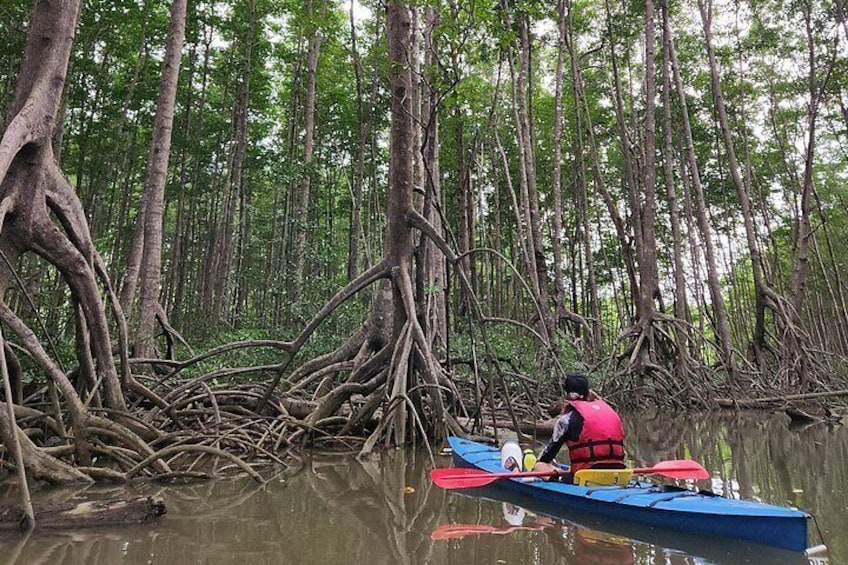 Mangrove Forest Kayak Exploration 4