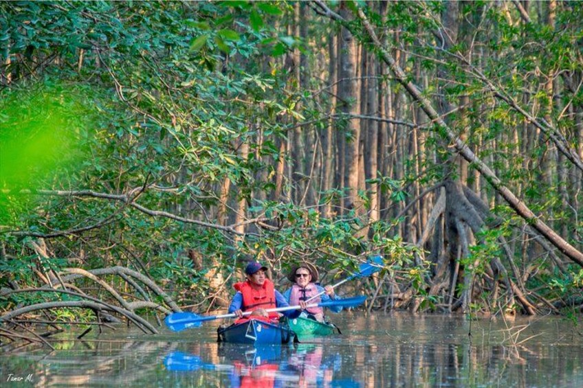 Dos personas kayakendo en una zona boscosa con vegetación densa y agua. 1