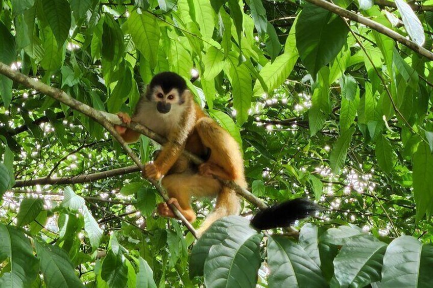 A monkey perched on a tree branch surrounded by lush green foliage. 5