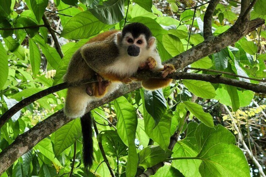 A monkey sitting on a tree branch surrounded by green leaves. 4