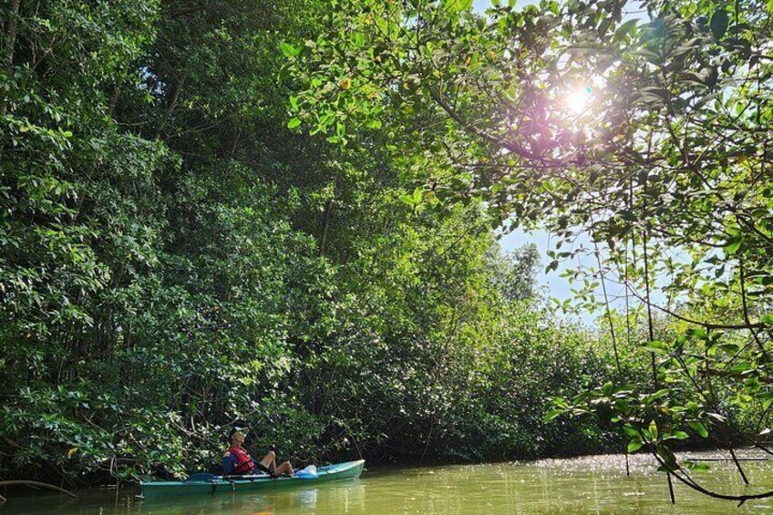 Mangrove Forest Kayak Exploration 5