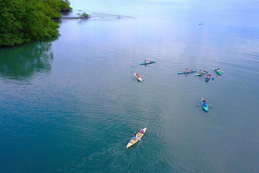 Mangrove Forest Kayak Exploration 2
