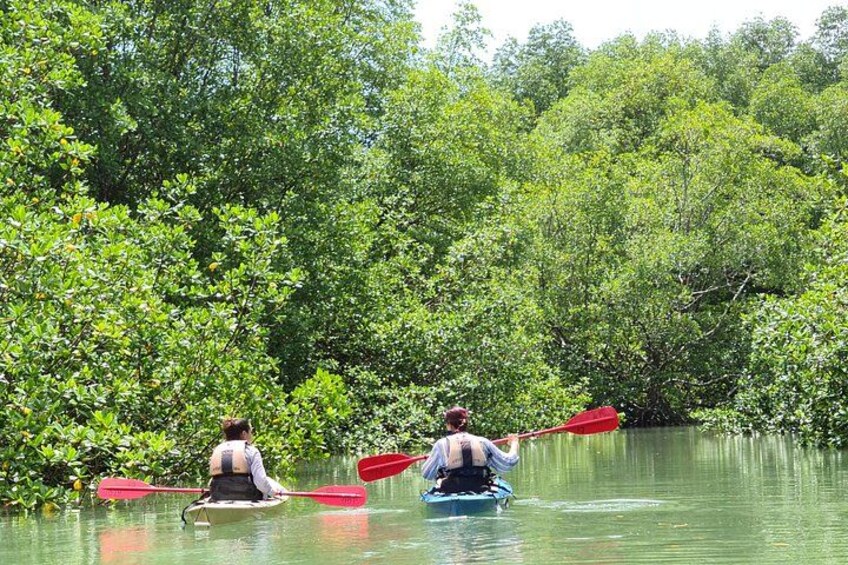 Dos personas kayakendo en un río tranquilo rodeado de abundante vegetación verde. 4