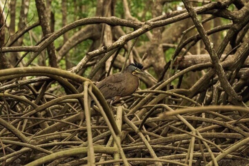 Mangrove forest dwellers 2