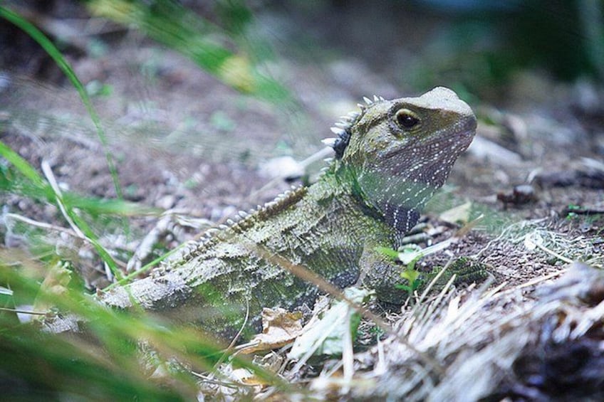 A bearded dragon lizard on the ground surrounded by grass and leaves. 1