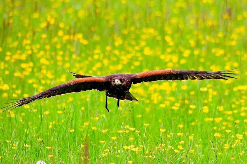 Un pájaro volando sobre un campo de flores amarillas. 1