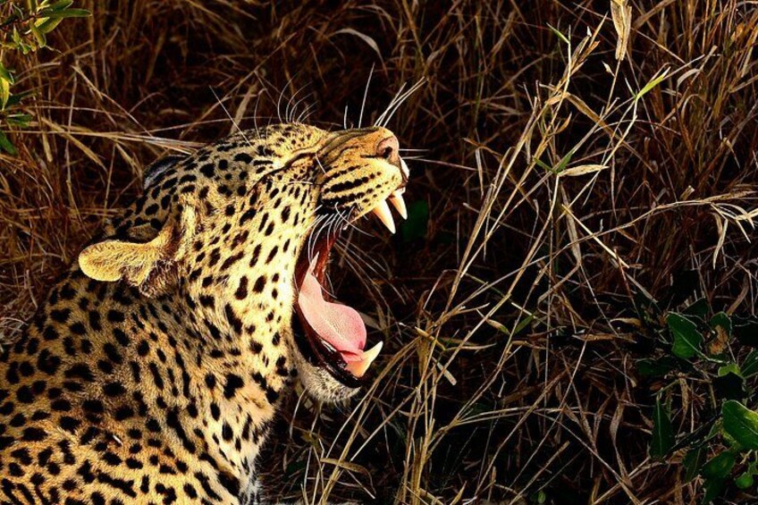 Hluhluwe Safari & Emdoneni Wild Cat Project Day Tour from Durban 3