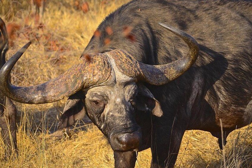 Hluhluwe Safari & Emdoneni Wild Cat Project Day Tour from Durban 4
