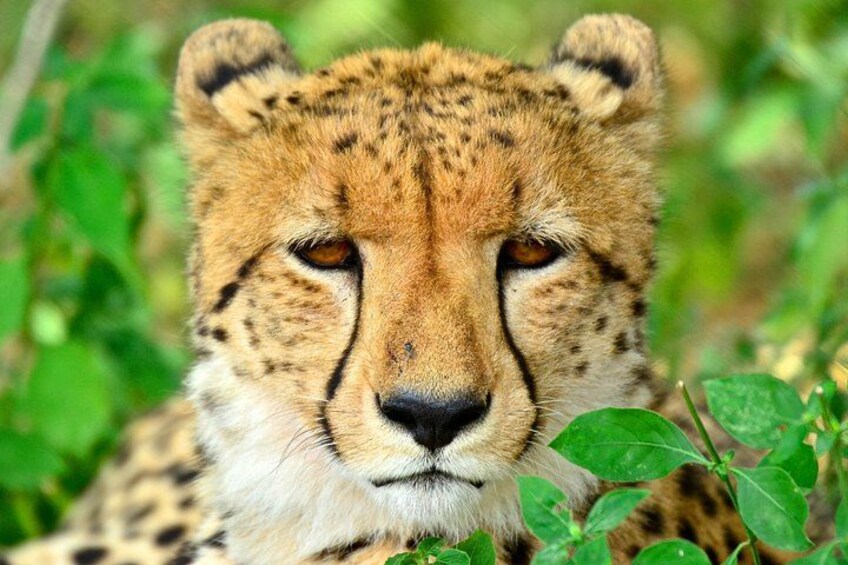 Cheetah - Emdoneni Wild Cat Project 1