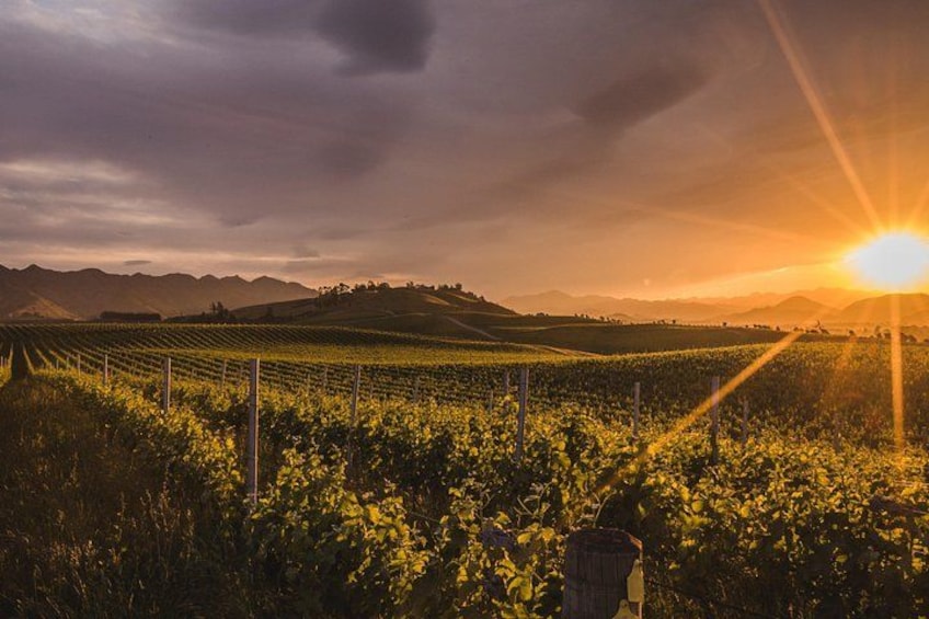 A vineyard with rows of grapevines under a sunset sky. 2