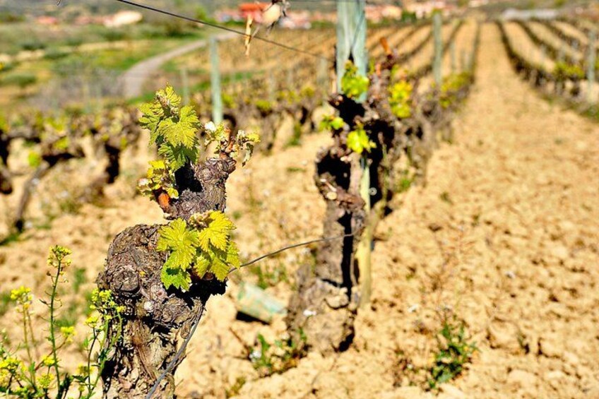 A vineyard with rows of grapevines. 2