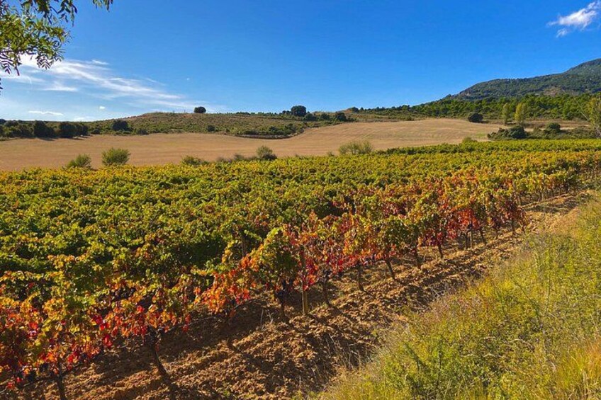A vineyard with rows of grapevines, a clear blue sky, and rolling hills in the background. 1
