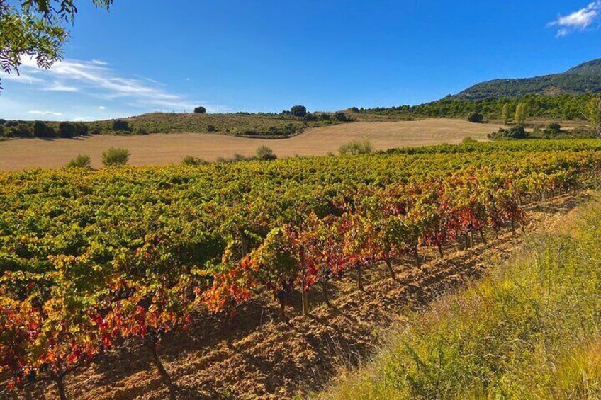 Full-Day Private Wine Tasting Tour in La Rioja with lunch 1