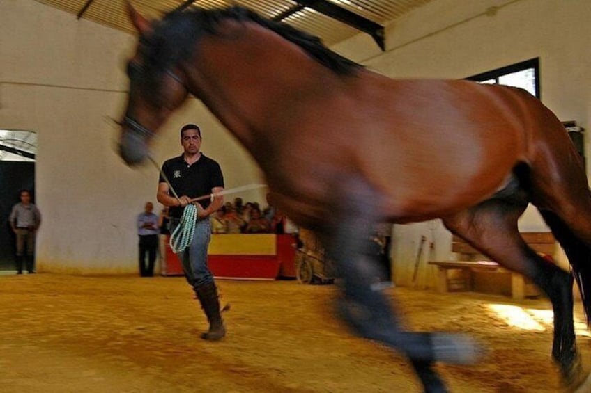 Un caballo en movimiento, una persona guiándolo y una arena interior con espectadores. 3