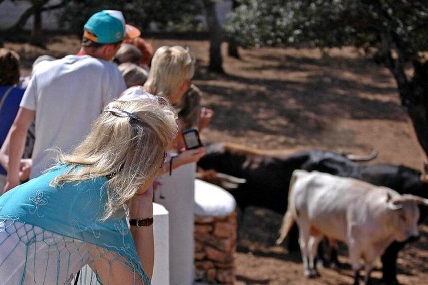 A group of people observing animals, including a white and a black cow, in an outdoor setting. 1