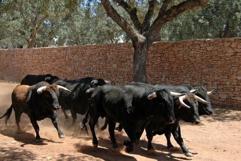 Un grupo de toros corriendo por un sendero de tierra con un muro de piedra y árboles al fondo. 2