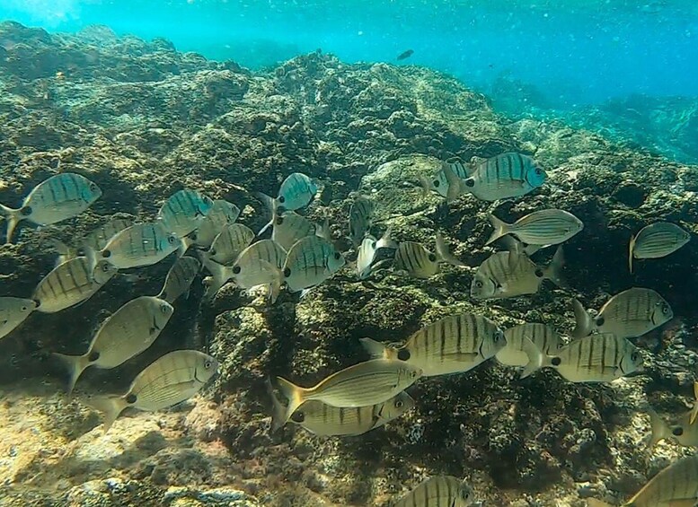 Picture 1 for Activity Guided Kayaking & Snorkelling Adventure in Papagayo 3