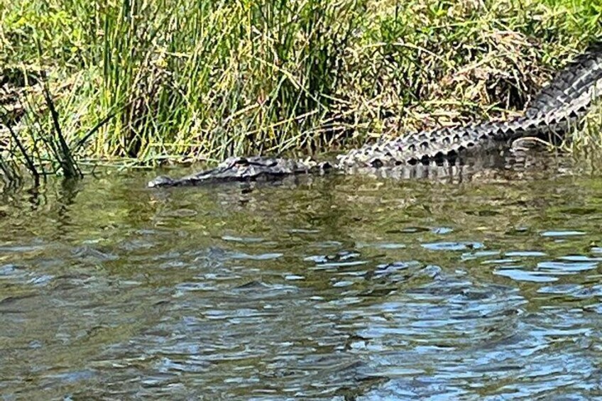A crocodile partially submerged in water with reeds in the background. 2