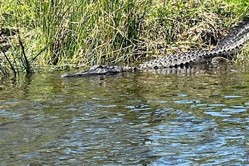A crocodile partially submerged in water with reeds in the background. 2