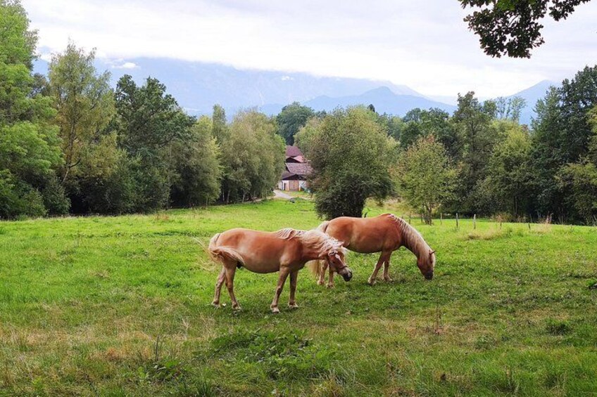 Dragon Slayer Way Beer Hike Food Experience Private Tour (departs Munich) 4
